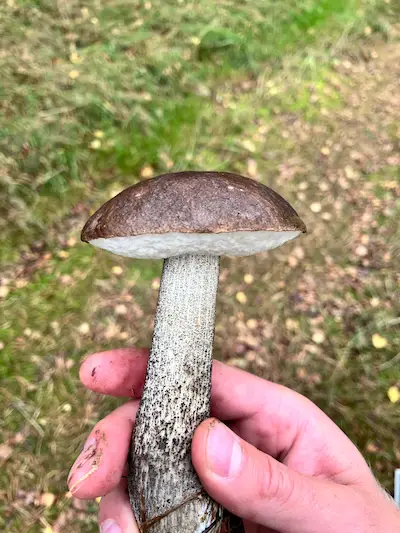 Brun skælrørhat