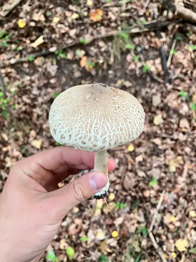 Parasolhat