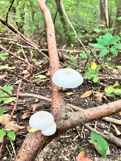 Porcelænshat