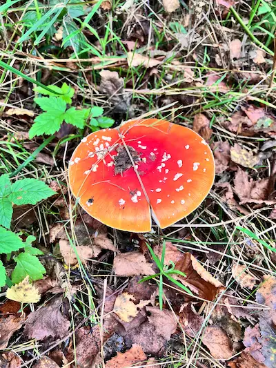 Rød fluesvamp