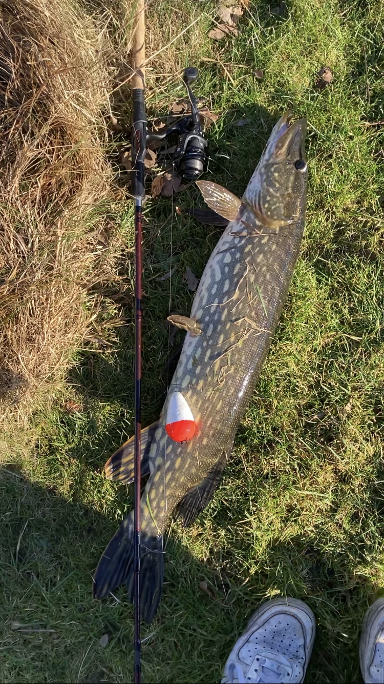 Gedde og fiskestang
